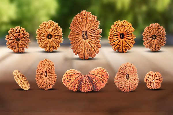 Rudraksha