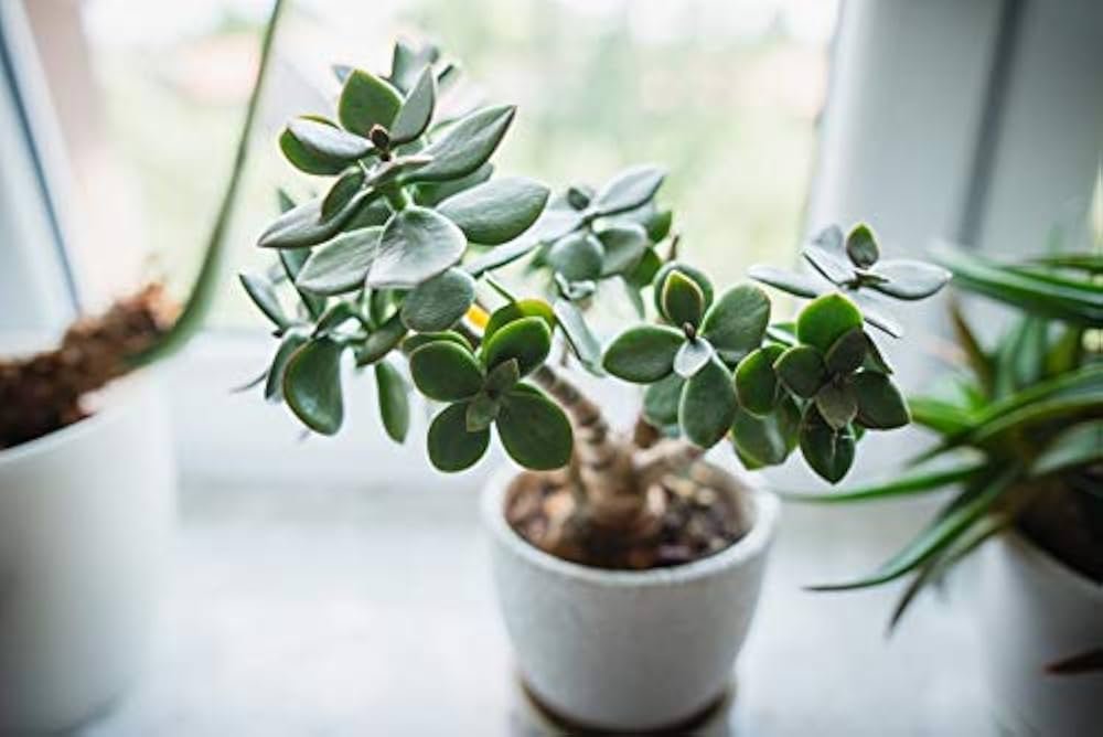 Place a Jade Plant at Home and Watch Luck
