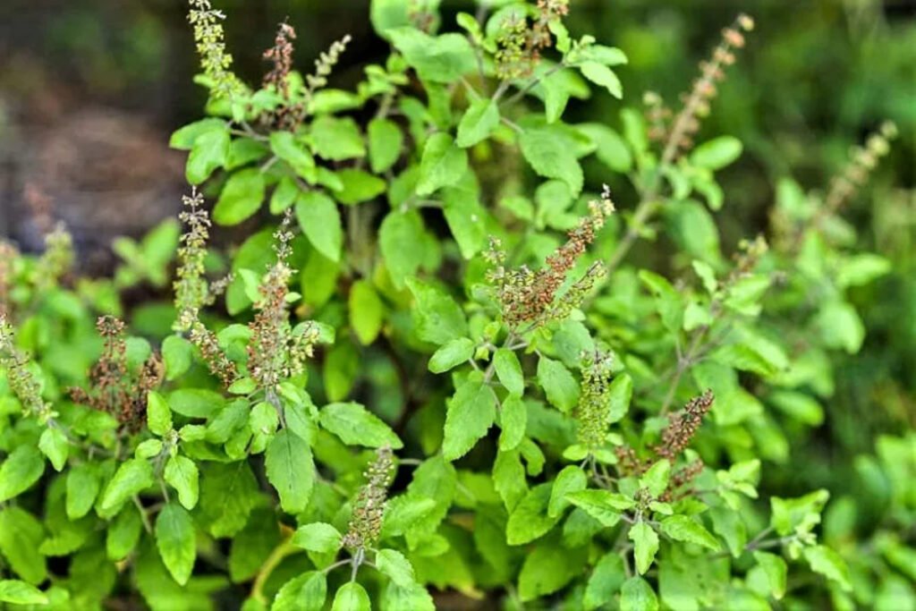 Benefits of Eating Tulsi Leaves Empty Stomach
