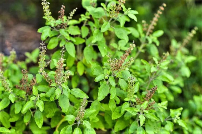 Benefits of Eating Tulsi Leaves Empty Stomach