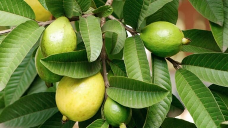 Guava Leaves Benefits