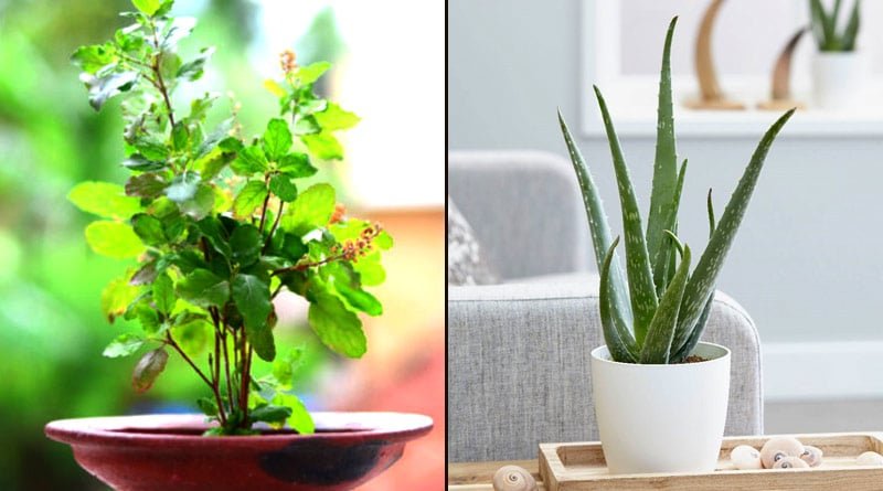 Vastu Plants for Home