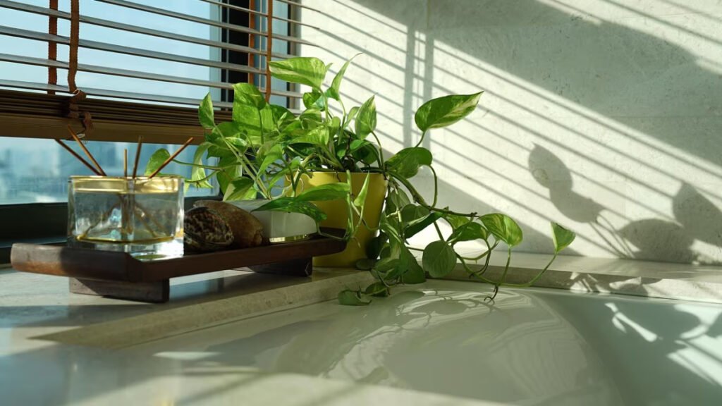 Money Plant Vastu Tips